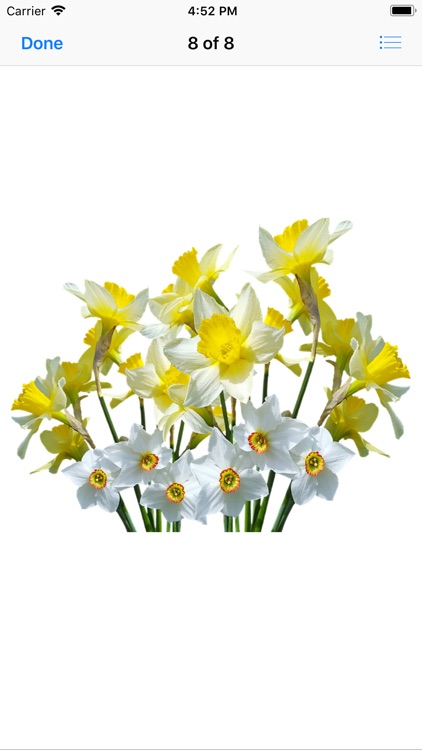 Daffodil Sticker Pack screenshot-8