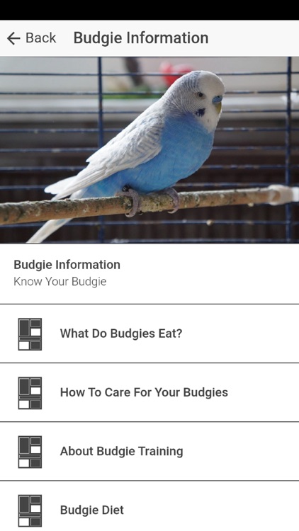 Pet Budgie Information & Care