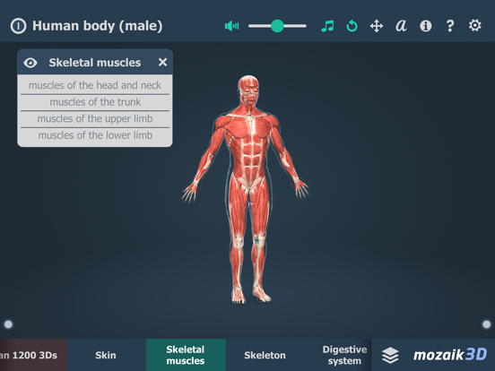 Screenshot #5 pour Human body (male) 3D