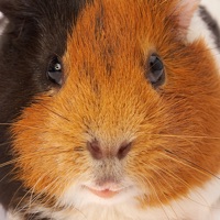 Guinea Pig Sounds