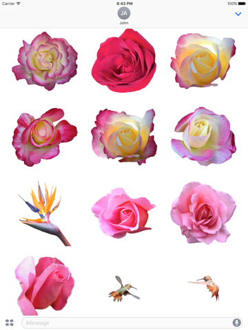 Hummingbird Flowers - náhled