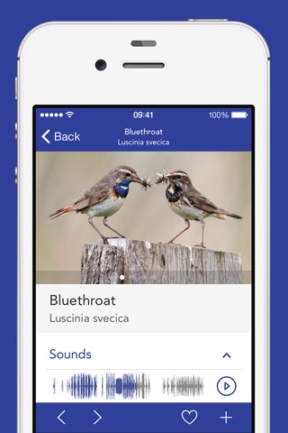 iKnow Birds PRO - USAのおすすめ画像3