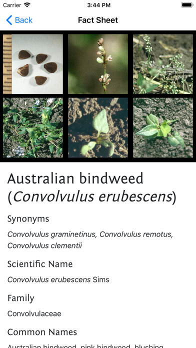 Weeds of Australian Cottonのおすすめ画像4