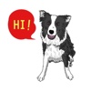 Collie The Dog Stickers