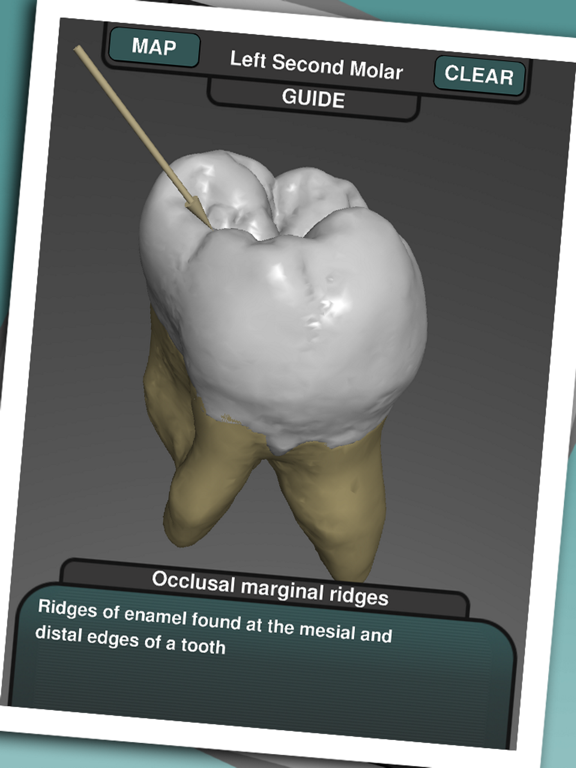 Real Tooth Morphologyのおすすめ画像3