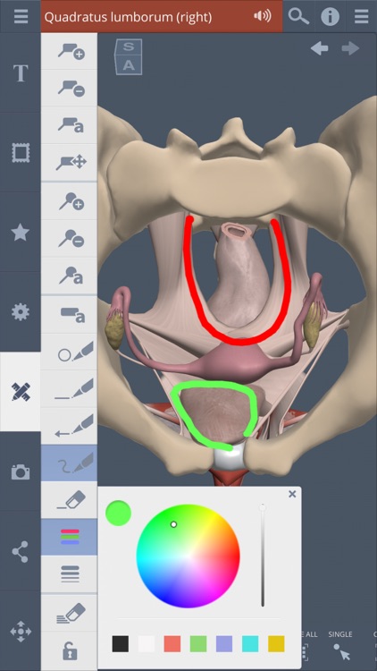 Female Pelvis: 3D Real-time screenshot-4