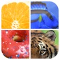 Close Up - whats is picture app download