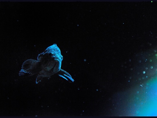 Fish in Aquamarine-FUKUSHIMA iPad screenshot 4 - Photo & Video app