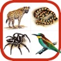 Wildlife Southern Africa app download