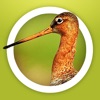 Vogels in Nederland icon