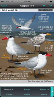 ibird uk pro guide to birds problems & solutions and troubleshooting guide - 4