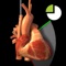 The primary challenge in learning transesophageal echocardiography (TEE) is translating the two dimensional echocardiographic image into a visualization of the three-dimensional (3D) structure of the heart