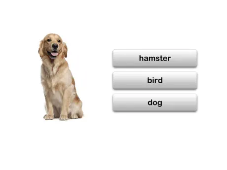Autism iHelp – Animals