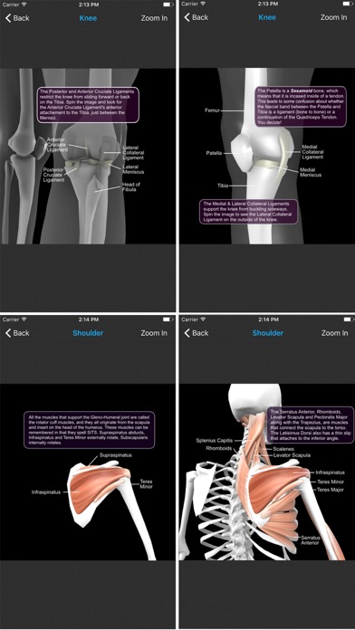 Muscular System screenshot 3