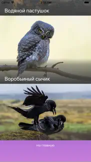 Птицы - Викторина айфон картинки 2