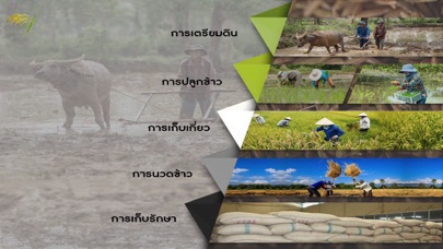 Thai rice RoongAroon screenshot 3