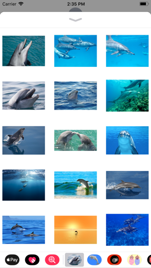 Wild Dolphin Sticker Pack(圖1)-速報App