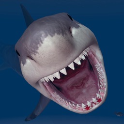 Megalodon Requin Nuit plongée