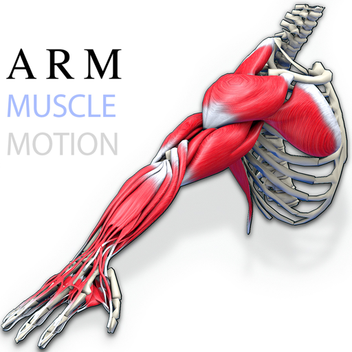 Arm Muscles Motion by usamau03 barrienmela