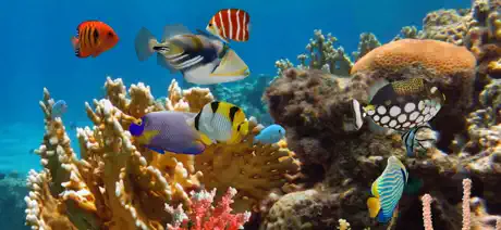 MyReef 3D Aquarium 2 HD