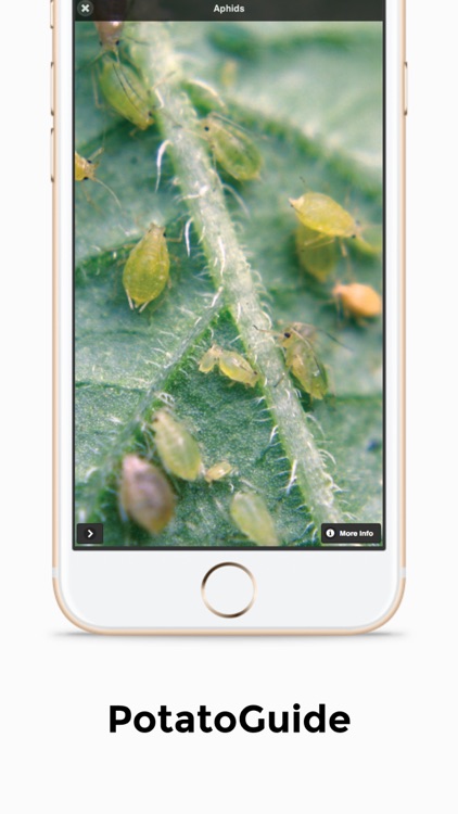 PotatoGuide