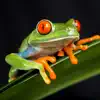 Similar Frog Sounds Apps