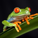 Download Frog Sounds app