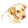 Labrador Dog Stickers
