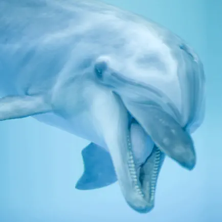 Dolphin Sounds! Читы