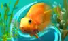 MyLake 3D Aquarium TV App Positive Reviews