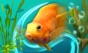 MyLake 3D Aquarium TV app download