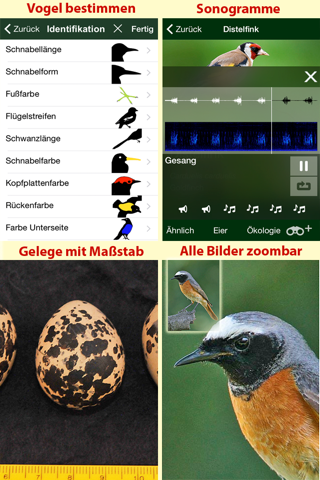 Alle Vögel Deutschland screenshot 4