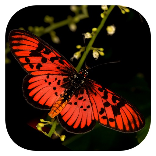 Woodhall’s Butterflies RSA