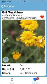 Blomstereng iphone bilder 2