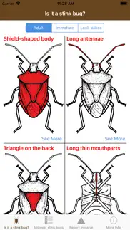 midwest stink bug problems & solutions and troubleshooting guide - 3