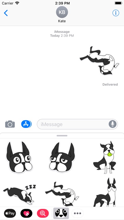 Boston Terrier Doodles