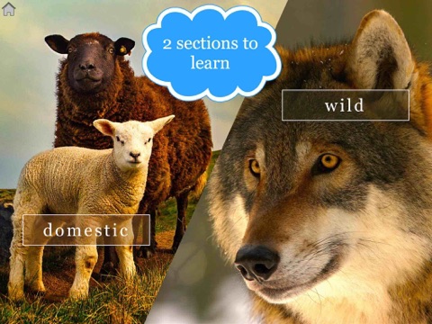Animals JFLF - náhled