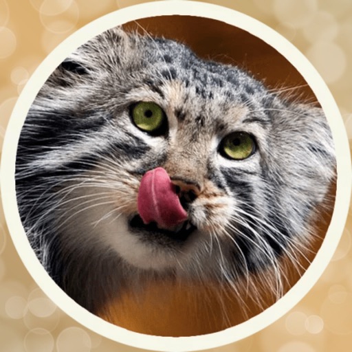 Big Manul Cats Stickers Icon