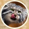 Big Manul Cats Stickers