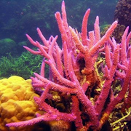Coral Reefs Bible