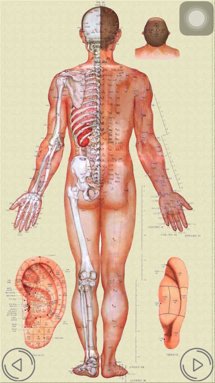 人体穴位—专业版按摩针灸神器
