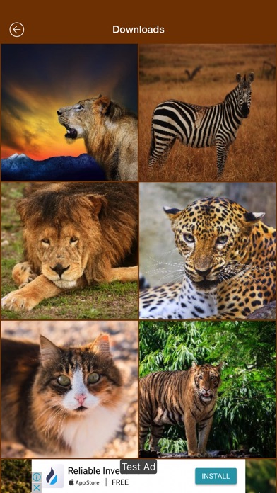 Wild Life Animals Wallpaper screenshot 2