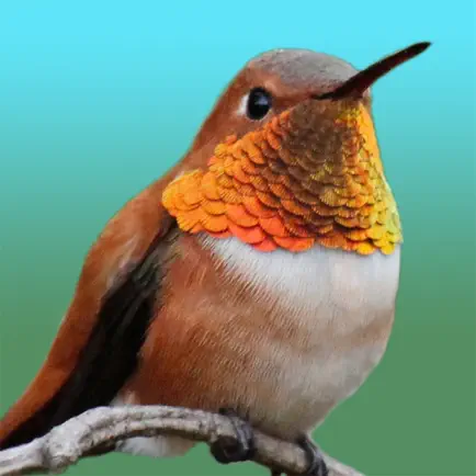 Hummingbird Sticker Pack Cheats
