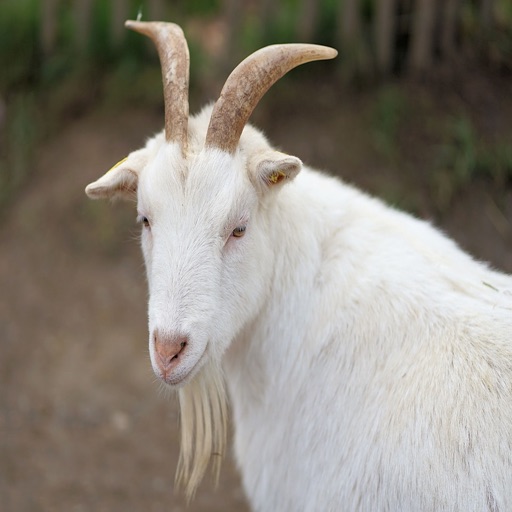 國內肉種羊飼養管理系統 icon