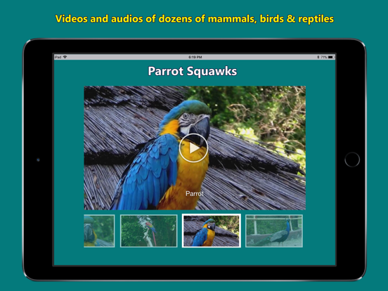 Screenshot #5 pour Names of Animal Sounds