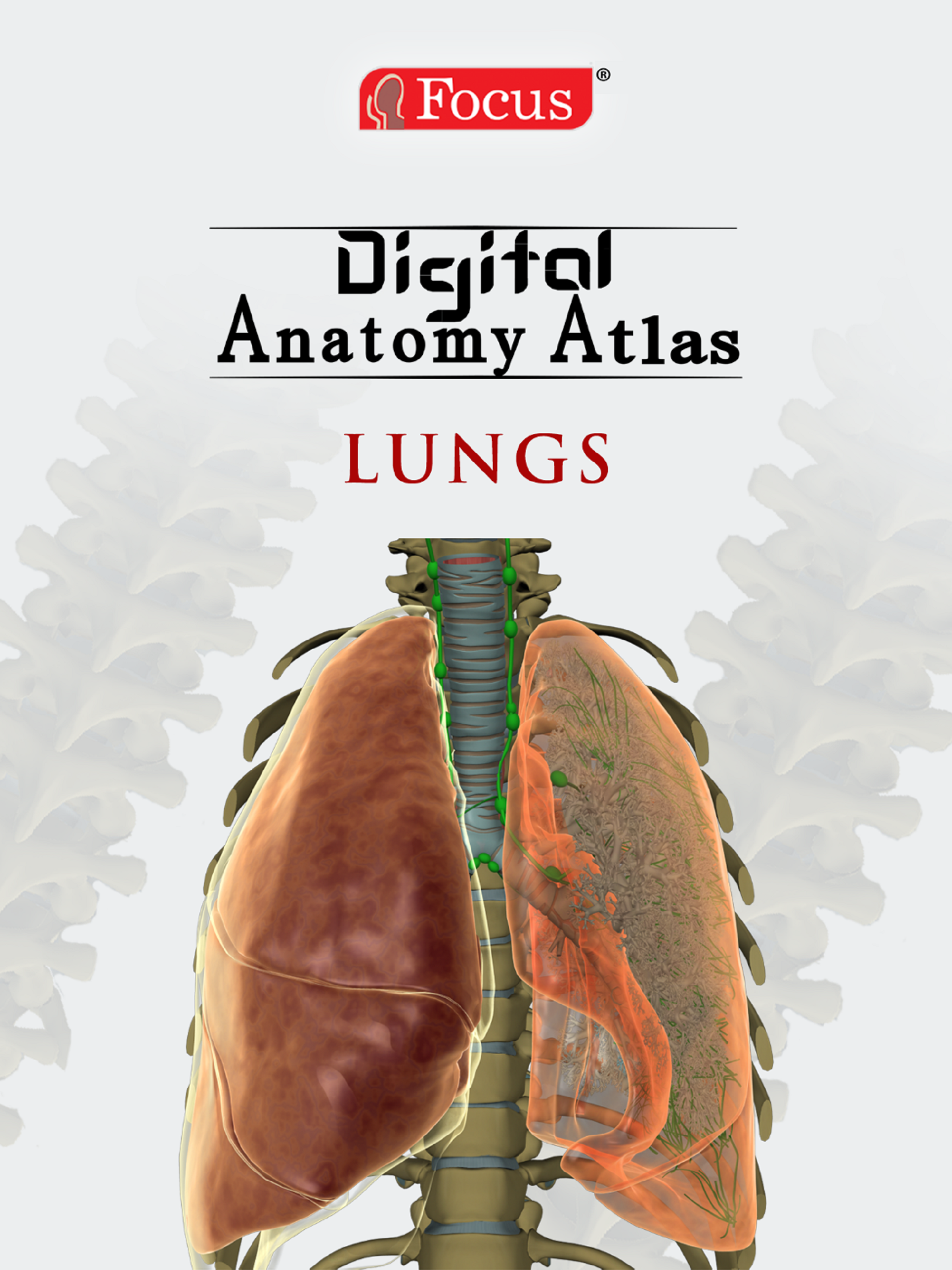 LUNGS - Digital Anatomy