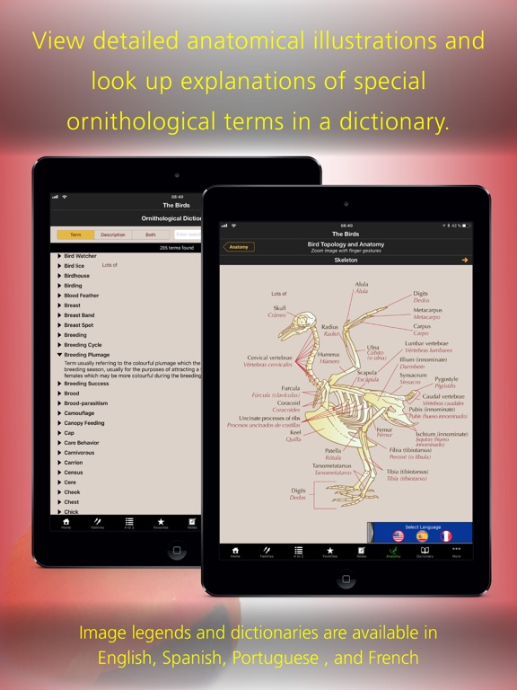 The Birds of Peru iPad screenshot 3 - Reference app