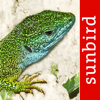 Reptile Id - UK Field Guide - Mullen & Pohland GbR