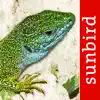 Reptile Id - UK Field Guide delete, cancel