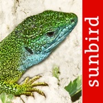 Download Reptile Id - UK Field Guide app